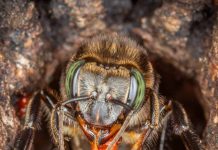 হুল নেই, মধু যেন ‘অলৌকিক তরল’! ডাইনোসরের আমলের অদ্ভুত পতঙ্গের জুটল বিরল আইনি অধিকার