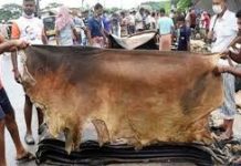 কোরবানির পশুর চামড়ার দাম নির্ধারণ করল সরকার