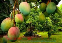 সাতক্ষীরার আম : যেভাবে দখল করছে দেশের আমের বাজার, যাচ্ছে বিদেশে